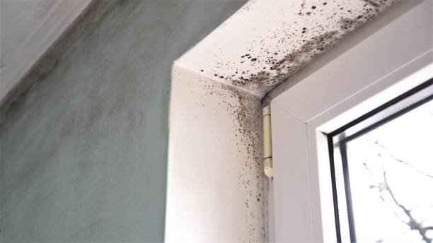 Best Commercial Mold Inspection  in Bonnie Brae, IL